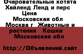 Очаровательные котята  Хайленд Ленд и перс  › Цена ­ 4 000 - Московская обл., Москва г. Животные и растения » Кошки   . Московская обл.